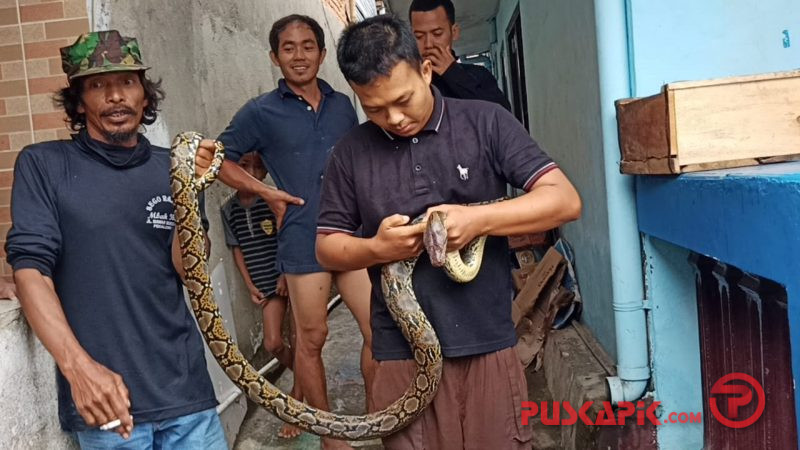 Awas! Ular Masuk Pemukiman Warga saat Banjir