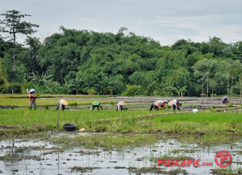 HET Pupuk Naik, Petani di Tegal â€˜Menjeritâ€™