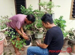 Begini Tips Merawat Bonsai Ala Pemalang