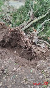 Viral, Pohon Beringin Besar di Pemalang, Roboh