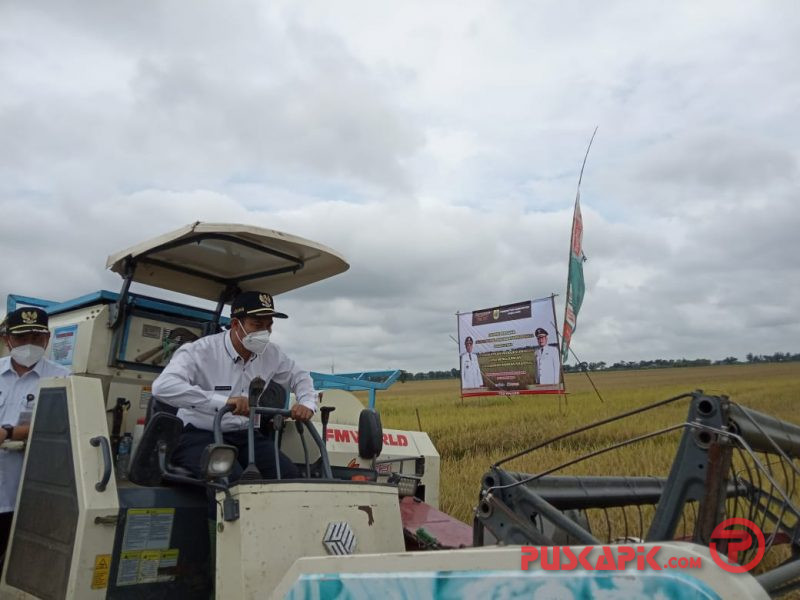 Lihat, Bupati-Wabup Pemalang Panen Raya, Ini katanya