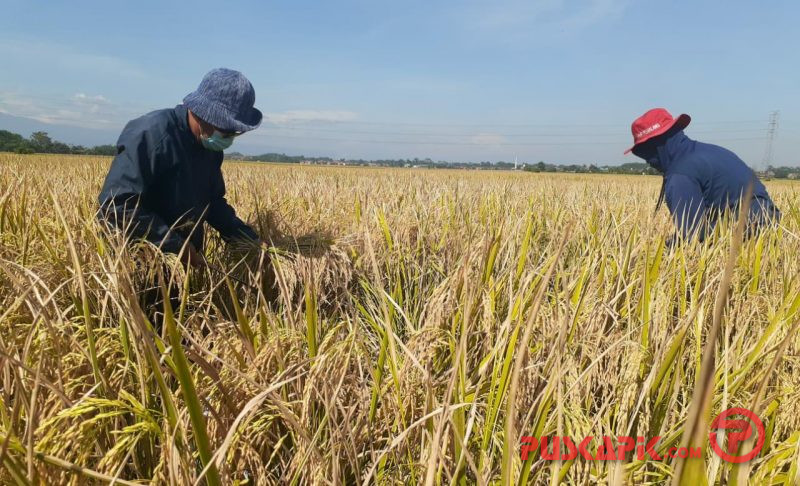 Dinperpa Kota Pekalongan Rintis TTIC Bantu Pemasaran Padi Petani