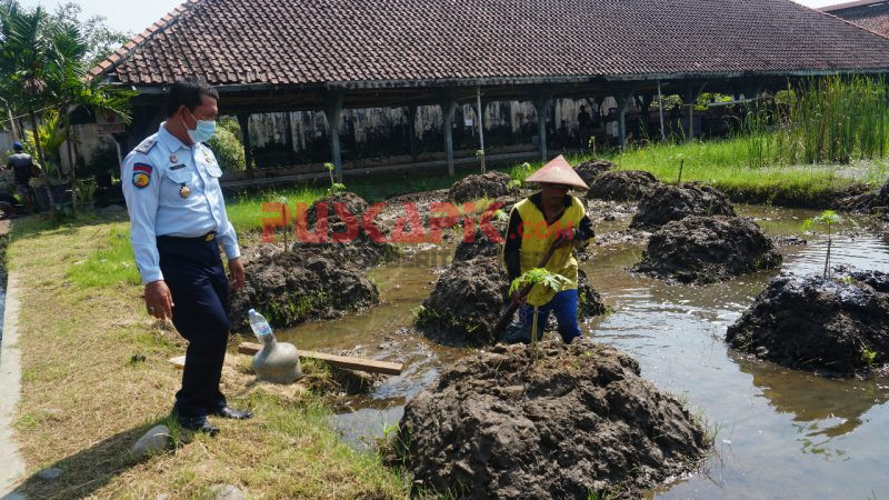 WBP Lapas Pekalongan Belajar Budidaya Bebek dan Pepaya California