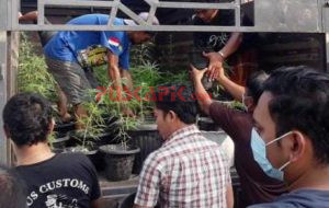 300 Pot Pohon Ganja di Brebes, Ternyata Dibudidaya di Balkon Rumah