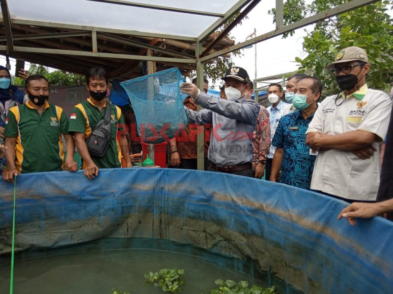 Bupati Pemalang Panen Lele Pokdakan Binaan BAZNAS, Ini Harapannya