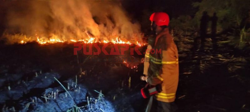 Ladang Tebu PG Comal Baru Dilalap Api