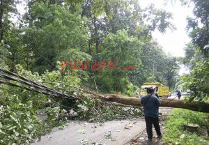 Pohon di Jalan Raya Pemalang-Bantarbolang Tumbang Disapu Angin Kencang, 5 Tiang Listrik Roboh