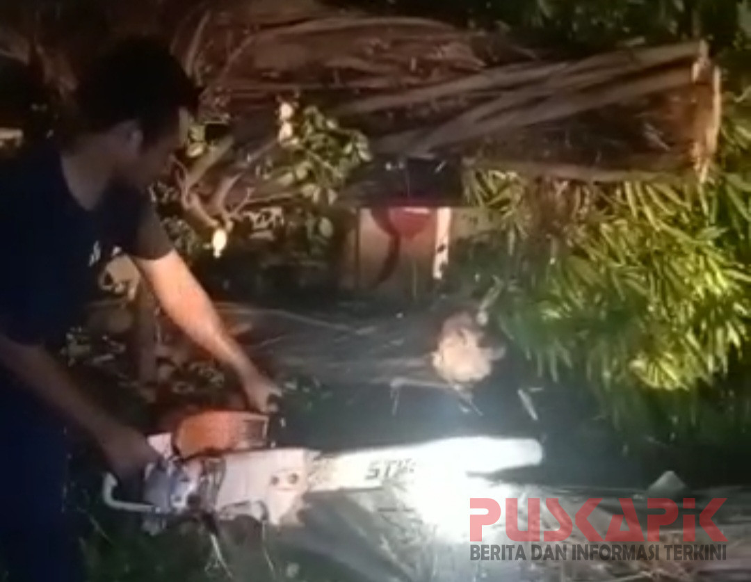 Pohon Beringin di Depan Kantor Setda Pemalang Tumbang, BPBD : Susah Dipotong