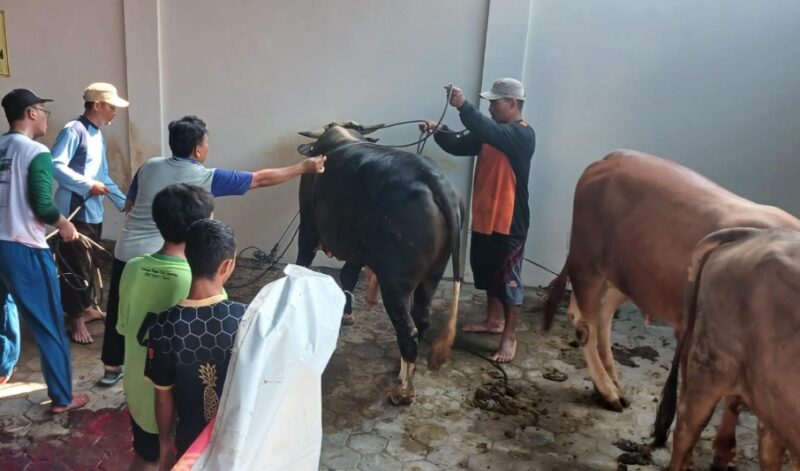 DPD LDII Pemalang Kurban 114 Sapi dan 108 Kambing di 40 Titik