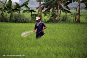 Alokasi Pupuk di Pemalang Bertambah Hingga 90 Persen