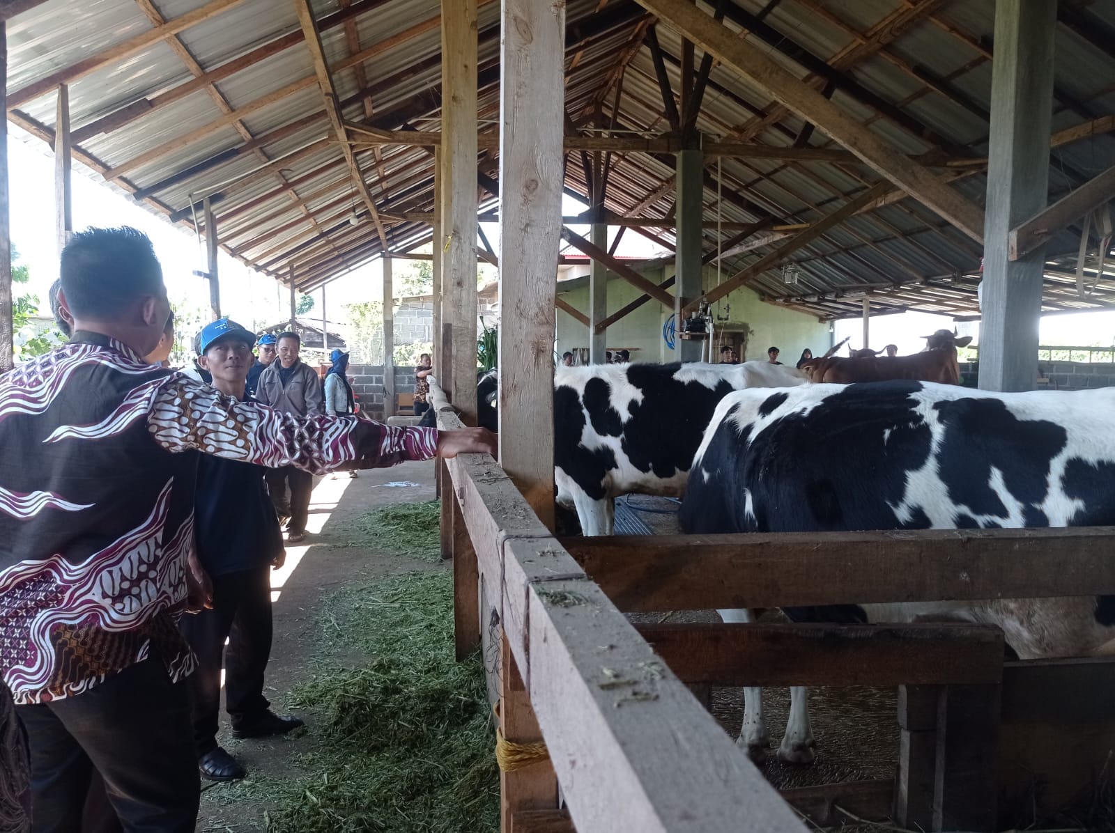 Desa Pacet Reban, Dari Kebun Teh Beralih ke Peternakan Sapi Perah