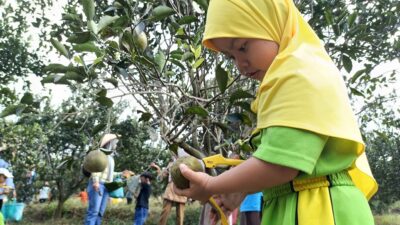 Berburu Segarnya Jeruk di Agroeduwisata Clapar