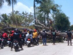 Pohon Tumbang Halangi Jalur Tegal-Purwokerto, Arus Kendaraan Macet