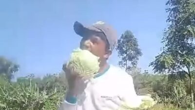 Viral! Video Petani di Gunung Slamet Keluhkan Harga Kubis ‘Terjun Bebas’