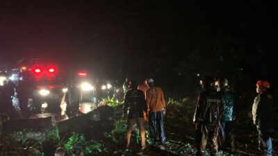 Pohon Tumbang Tutup Jalan Utama Pemalang Selatan, Satu Orang Terluka