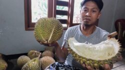 Mencicipi Lezatnya Durian Lokal Warungpring Pemalang