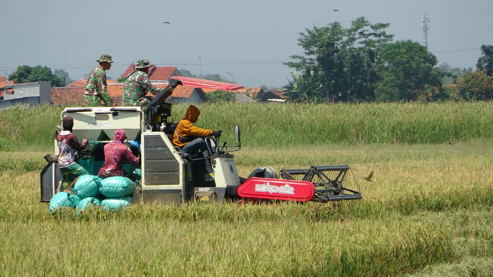 Kodim Pekalongan Panen Padi di Lahan Bekas Terdampak Rob