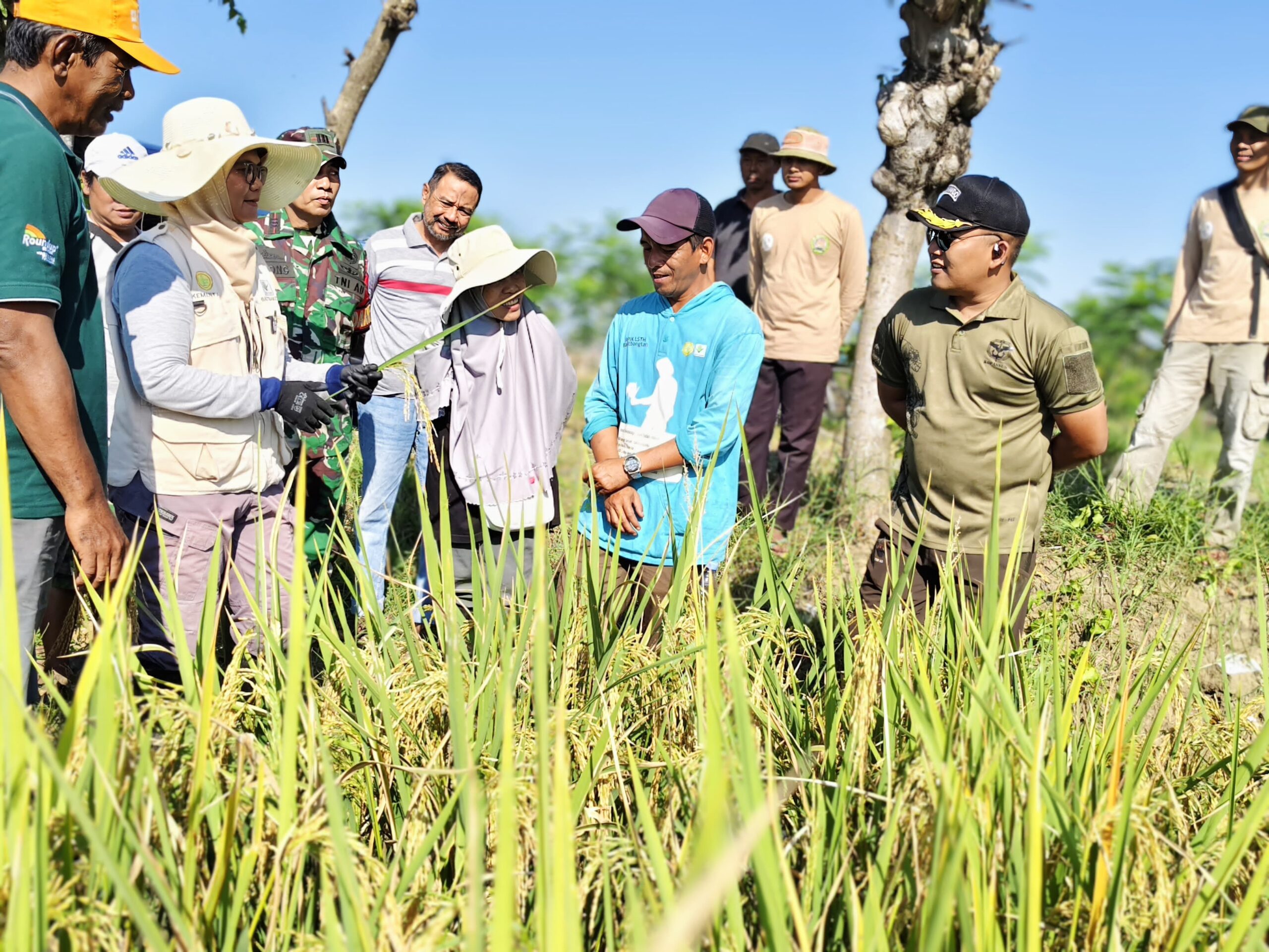 Dandim Pemalang Pastikan Bakal Bibit Padi Sinar Mentari Berkualitas