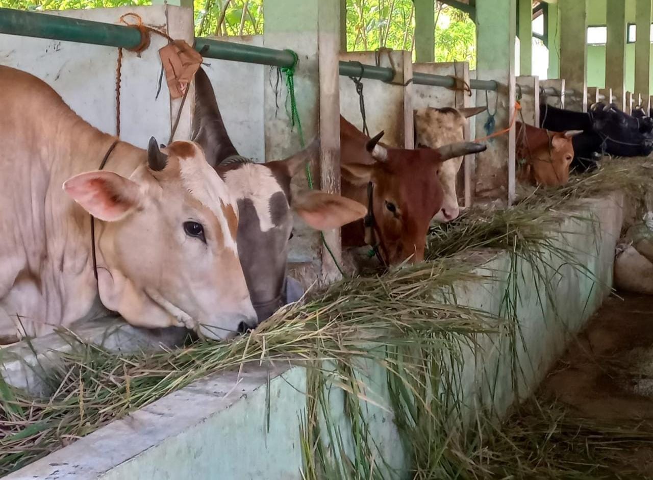 Dinperpa Siap Amankan Pelaksanaan Kurban di Kota Pekalongan
