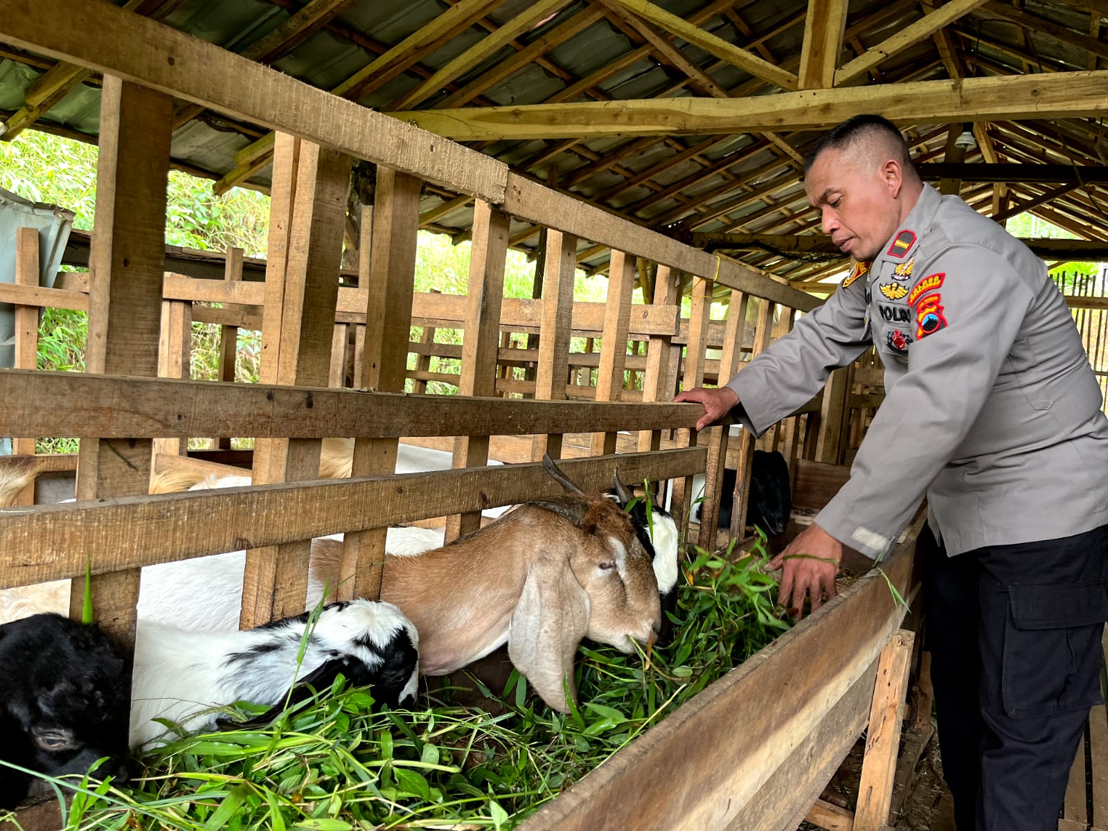 Usaha Ternak Paruh Waktu Jadi Pilihan