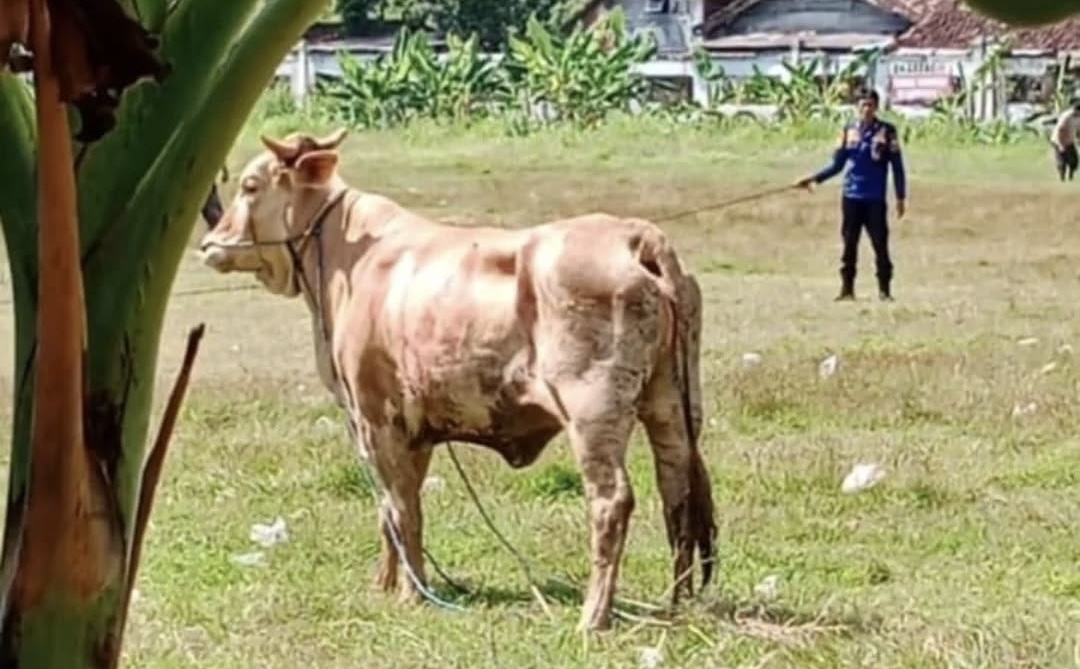 Walah! Sapi Kurban Warga Mulyoharjo Pemalang Lepas, Damkar Turun Tangan Jadi Koboi Rodeo