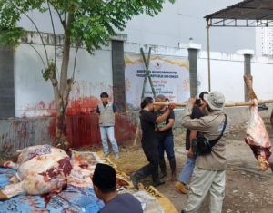 Daging Sapi Kurban Presiden Prabowo di Pemalang Diuji Layak Konsumsi