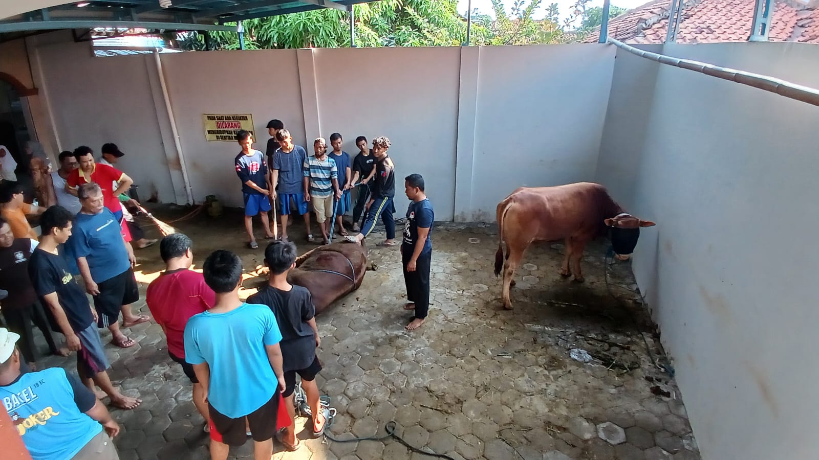 LDII Pemalang Kurbankan 126 Ekor Sapi dan 134 Kambing, Dagingnya Dibagi ke Warga