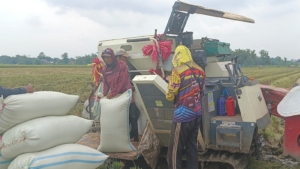 Bulog Tegal Ngebut Serap Beras Petani, Target 90 Ribu Ton!