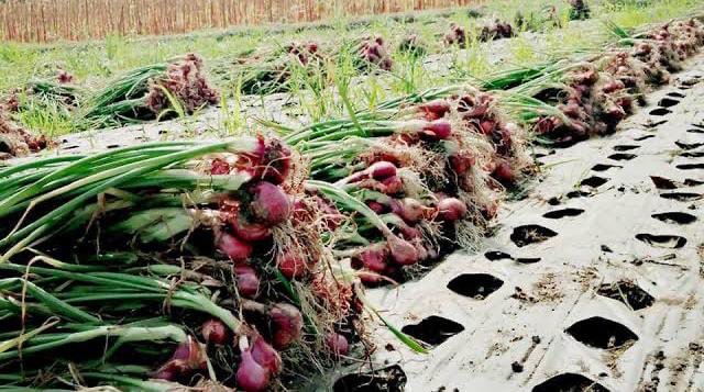 Ngeri, Dua Kali Aksi Percurian Tanaman Bawang Merah Terjadi Wanasari Brebes