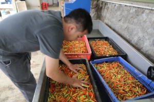 Ahmad Luthfi Dukung Regenerasi Petani Muda Lewat Program Zilenial di Jawa Tengah