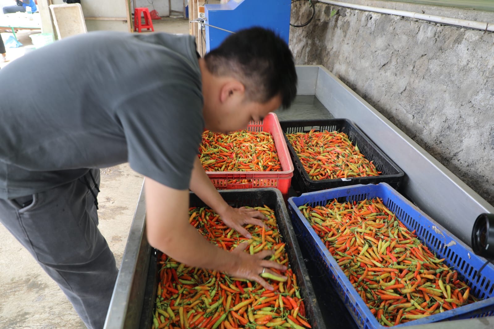 Ahmad Luthfi Dukung Regenerasi Petani Muda Lewat Program Zilenial di Jawa Tengah