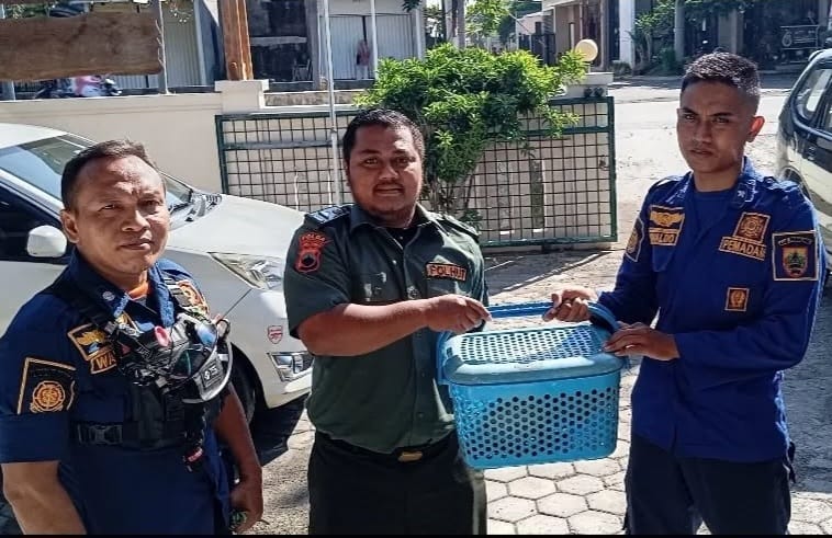 Warga Pemalang Kaget Rumahnya Kemasukan Hewan Langka