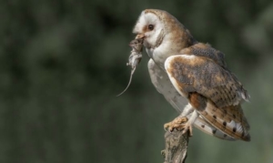 Perangi Hama Tikus, Dinas Pertanian Pemalang Bakal Kerahkan Burung Hantu