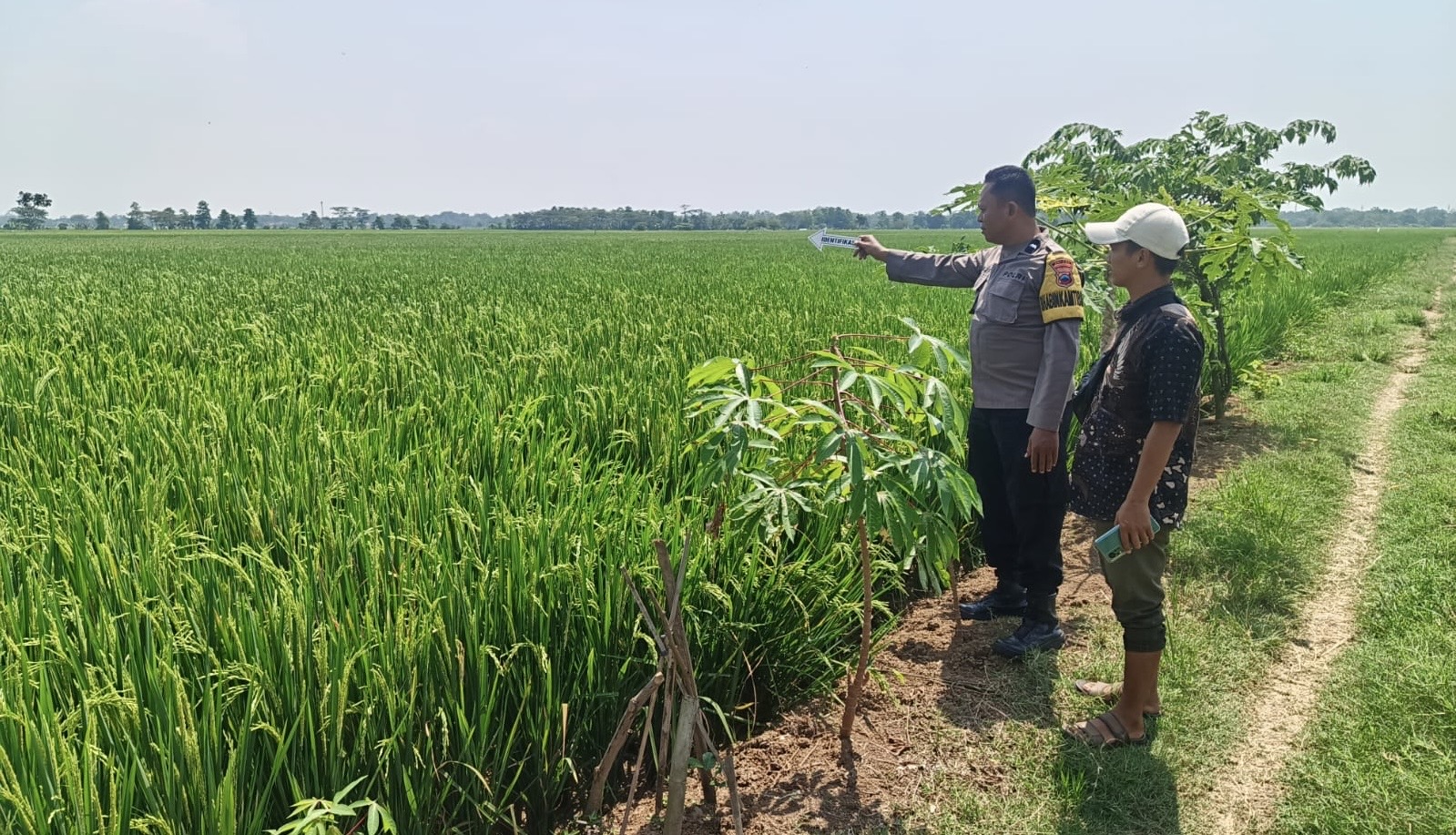 Buruh Tani di Bojong Ditemukan Meninggal di Sawah, Diduga Karena Kelelahan