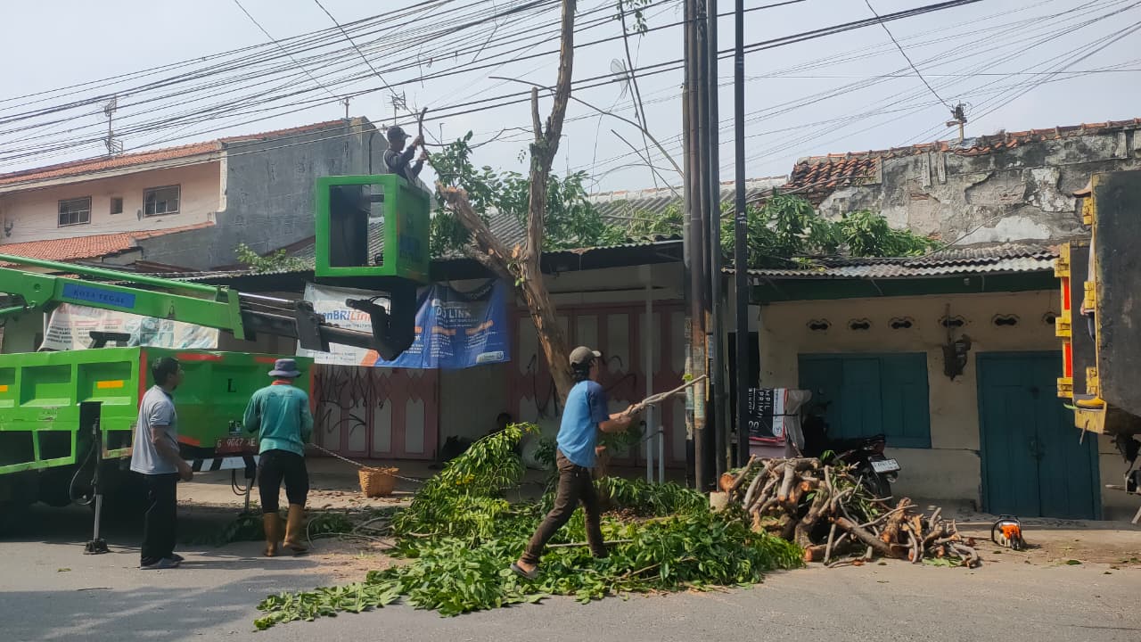 Kota Tegal Perketat Perambasan Pohon Antisipasi Kasus di Pemalang