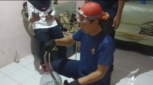 Ular Kobra Masuk Lemari, Warga Panik Saat Tasyakuran Kemerdekaan di Pekalongan