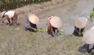 Petani Kabupaten Tegal Keluhkan Kuota Pupuk Bersubsidi, Hanya Mencukupi Sepertiga Kebutuhan Pupuk