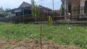 Ingin Tanam Durian di Daerah Pesisir, Ini Jenis yang Cocok