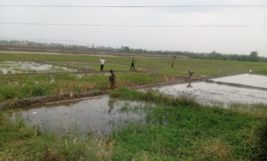 Satpol PP Pemalang Lari-lari di Pematang Sawah Tangkap ODGJ Meresahkan