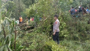 Pohon Tumbang Timpa Bangunan SDN Kasimpar, Akses Jalan Doro–Petungkriyono Sempat Tertutup