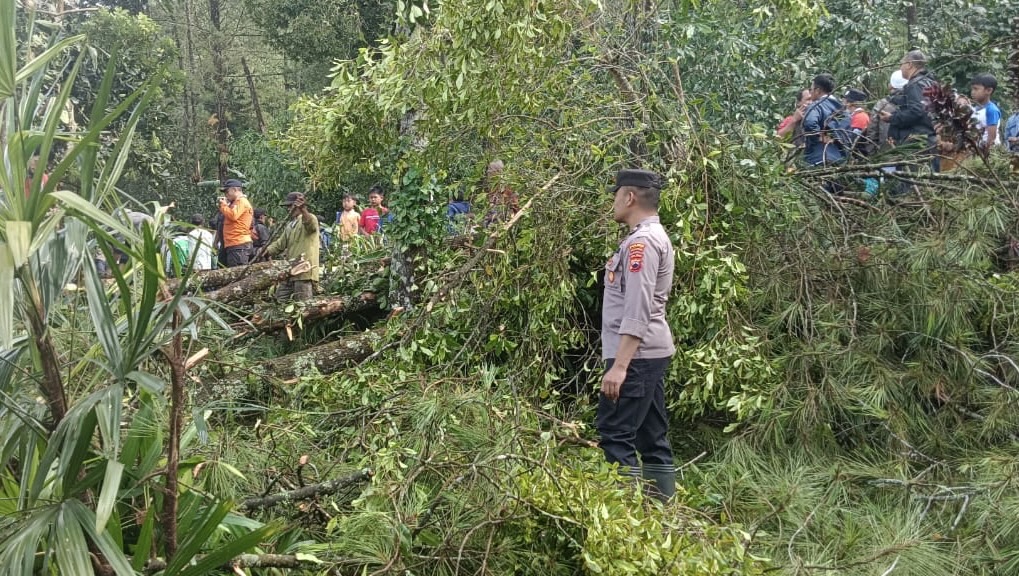 Pohon Tumbang Timpa Bangunan SDN Kasimpar, Akses Jalan Doro–Petungkriyono Sempat Tertutup