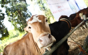 Hasil Peternakan Jawa Tengah Beri Kontribusi Besar Secara Nasional