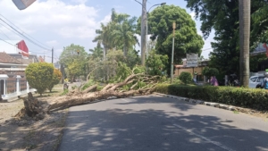 Ngeri, Pohon Tumbang di depan Rumdin Wakil Bupati Tegal, Ini Kata Anggota DPRD