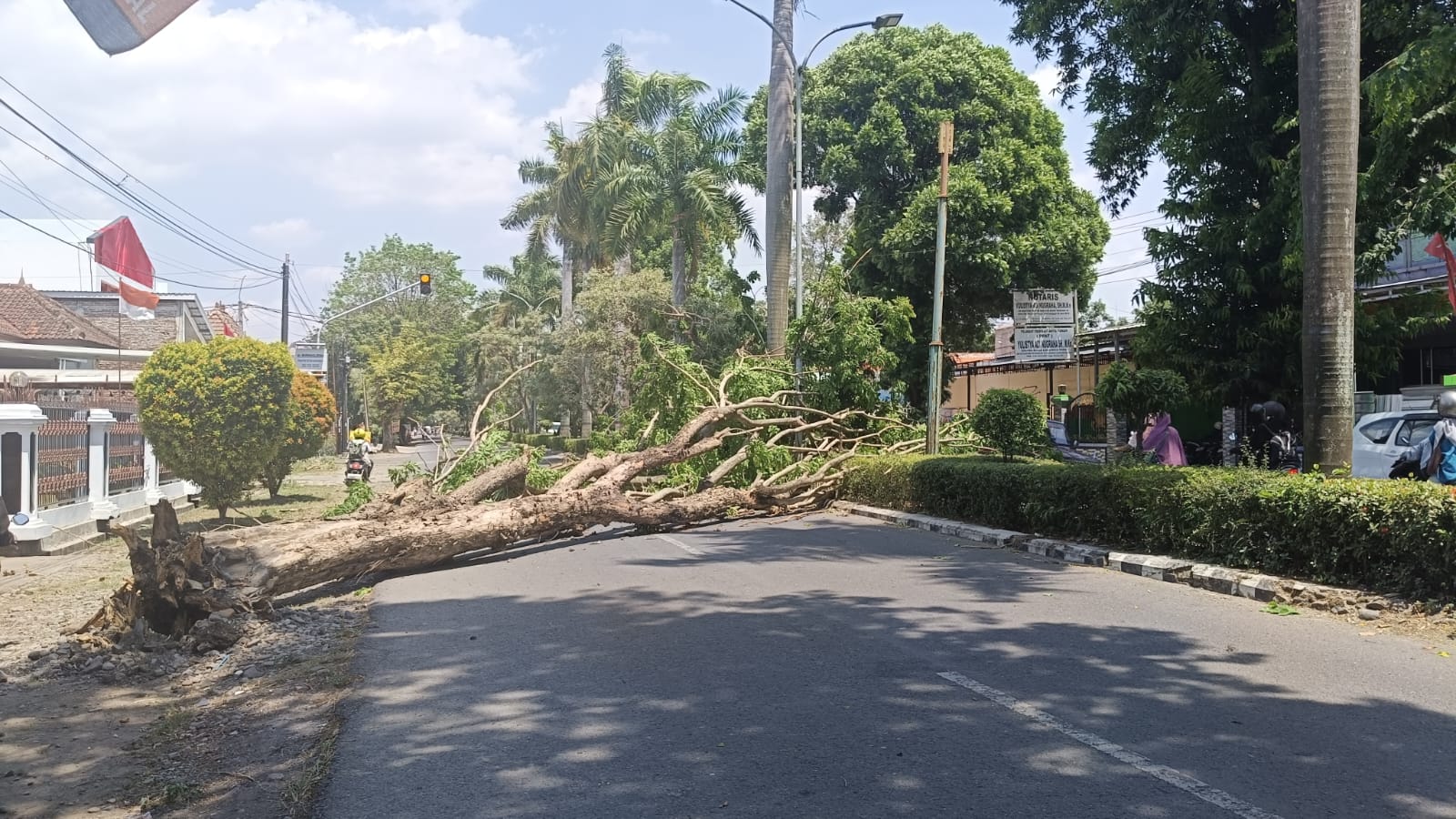Ngeri, Pohon Tumbang di depan Rumdin Wakil Bupati Tegal, Ini Kata Anggota DPRD