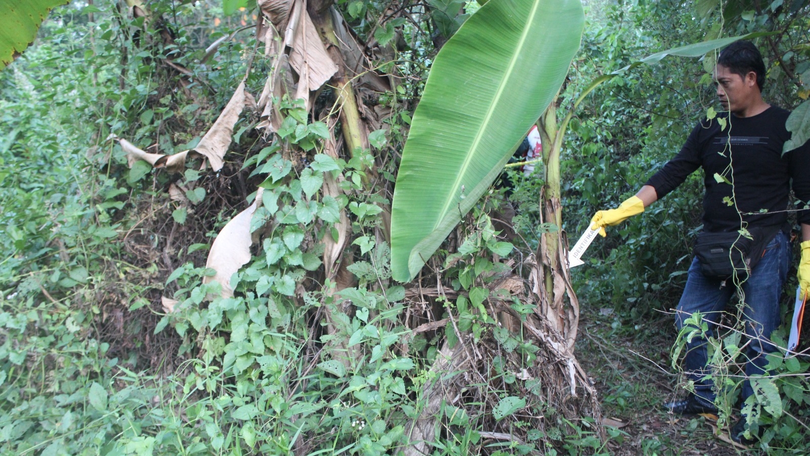 Mayat Tanpa Identitas Ditemukan Membusuk di Kebun Belakang Eks Kantor DPU Pekalongan