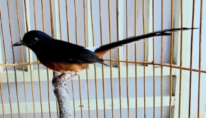 Harga Burung Murai Tak Lagi Gacor, Tapi Tetap Jadi Idola