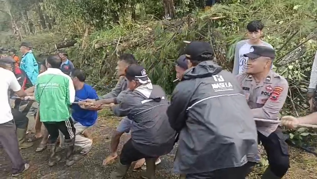 Pasca Bencana, Tim Gabungan Sigap Evakuasi Pohon Tumbang di Petungkriyono