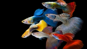 Ratusan Guppy Cantik Siap Adu Pesona di Pemalang Nasional Guppy Contest 2025