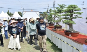 Pameran Bonsai Nasional 2025 di Pemalang Hadirkan Kontes dan Edukasi