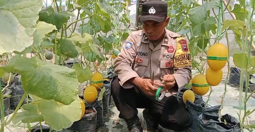 Inspiratif, Aipda Mistono Sulap Tanah Kosong Jadi Kebun Melon, Panen Perdana Dibagikan Gratis ke Warga